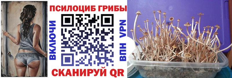 нарко площадка телеграм  наркотики  Усть-Кут  Псилоцибиновые грибы Psilocybe 